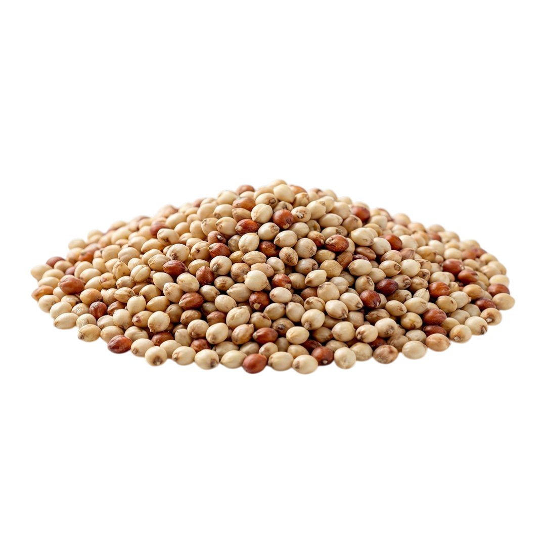 Jowar (Sorghum)